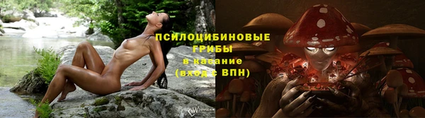 прущие грибы Аркадак